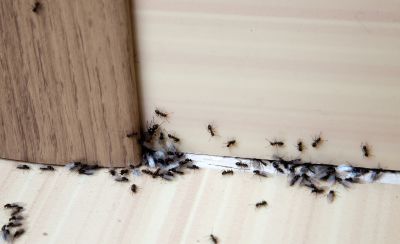 Ants Extermination Service