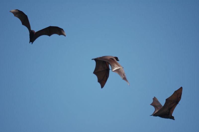 Bats Extermination
