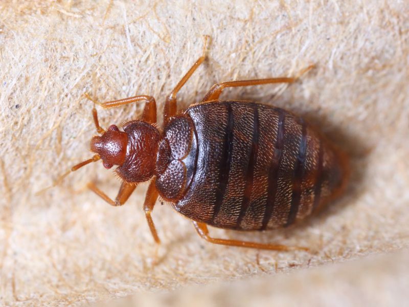 Carpet Beetle Extermination
