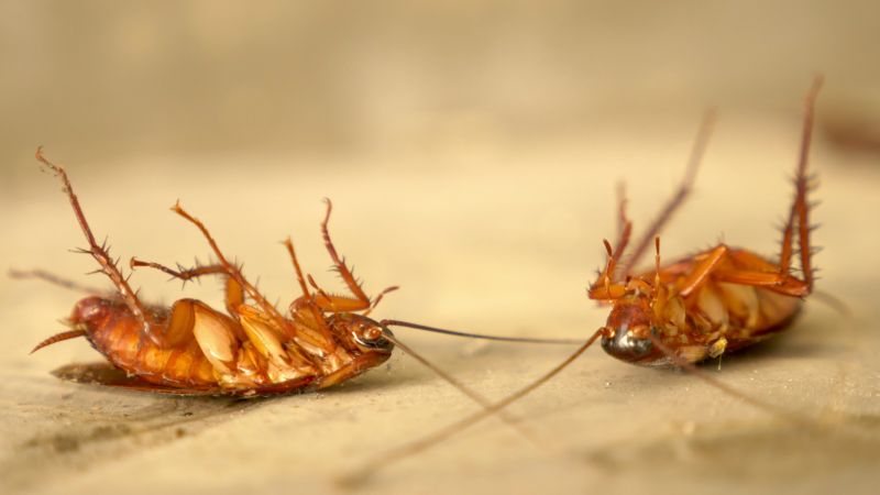 Health Risks Associated With Cockroaches Indoors