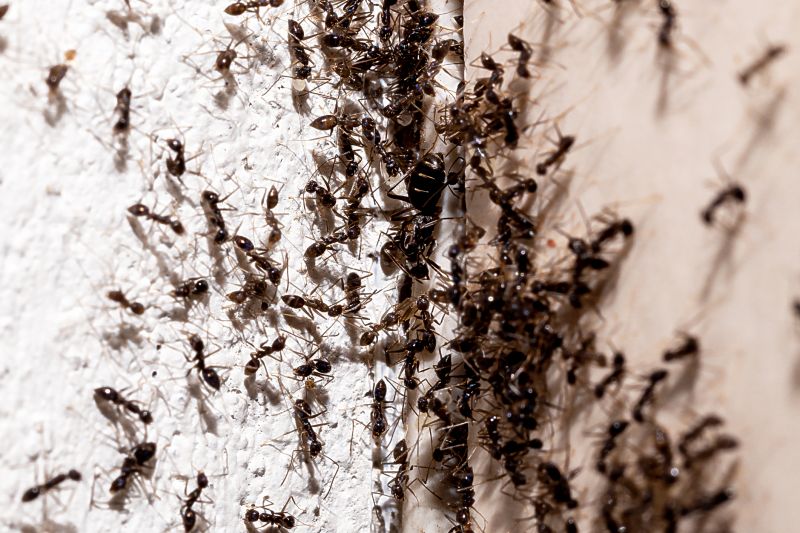 Signs You Have An Ant Problem Before It Gets Out Of Control