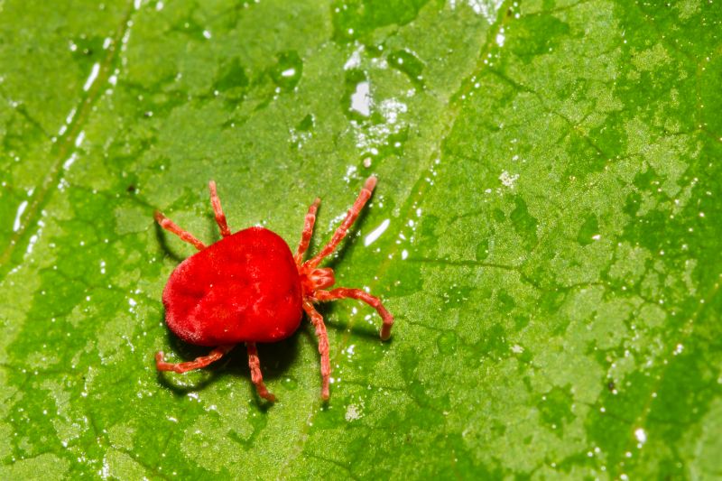 Spider Mite Extermination