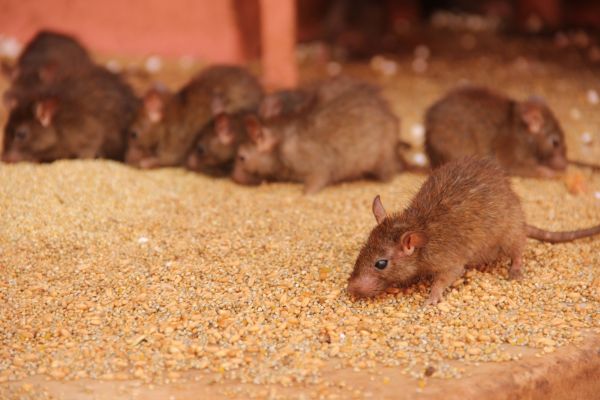 Rats Extermination